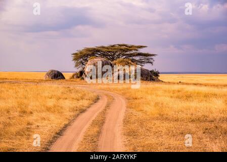 Pirschfahrt auf unbefestigte Straße mit Safari im Serengeti National Park in einer schönen Landschaft, Tansania, Afrika Stockfoto