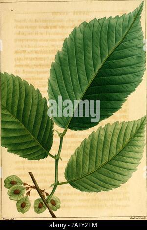 . Histoire des Arbres Waldökosysteme de l'In septentrionale, considérés principalement Sous les Mehrfachrapport de leur Verwendungen dans les Arts et de leur Einführung dans le Commerce... ssessilibus. Obs. Succus suh cortice manifesté viscosus, undè Nomen triviale rutschig Elin, Orme Gras. f ein Ttîxception de la Partie basse et maritime des Deux-Carolines et de la Géorgie, oq Rencontre cetteespèce dOrme dans toute lëtendue des Etats-Unis, ainsi quau Kanada. Dans ces diverses Parteien delAmérique Septentrionale, Elle est connue lesdifFérens sous Noms de Ked elm^ Orme rouge, de Slipperyelm^ Orme Gras; et Stockfoto