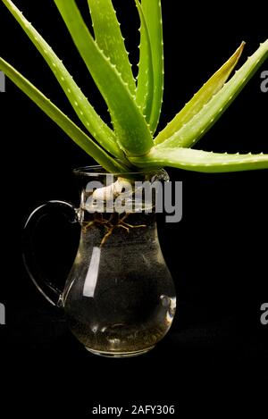 Aloe Vera Pflanze die Verwurzelung in eine Kanne mit Wasser Stockfotografie  - Alamy