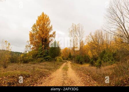 Straße durch einen Wald im Herbst, Soria, Spanien Stockfoto