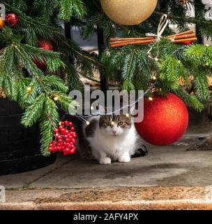 London, GB, 17. Dezember 2019, Larry, der Downing Street Cat, unter dem Weihnachtsbaum bei 10 Downing Street, London Credit Ian Davidson/Alamy leben Nachrichten Stockfoto