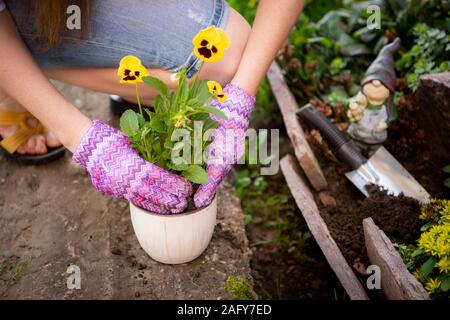 Die Frau Hände Pflanzen gelbe Blumen im Garten. Stockfoto