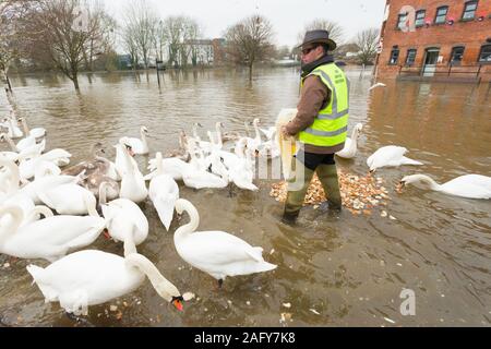 Worcester, Worcestershire, Großbritannien. 17 Dez, 2019. Freiwillige aus Worcester Schwan Sanctuary geben die Schwäne Mittagessen als die Stadt der Worcester hat noch eine andere Flut im Jahr 2019. Credit: Peter Lopeman/Alamy leben Nachrichten Stockfoto