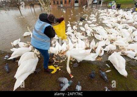 Worcester, Worcestershire, Großbritannien. 17 Dez, 2019. Freiwillige aus Worcester Schwan Sanctuary geben die Schwäne Mittagessen als die Stadt der Worcester hat noch eine andere Flut im Jahr 2019. Credit: Peter Lopeman/Alamy leben Nachrichten Stockfoto