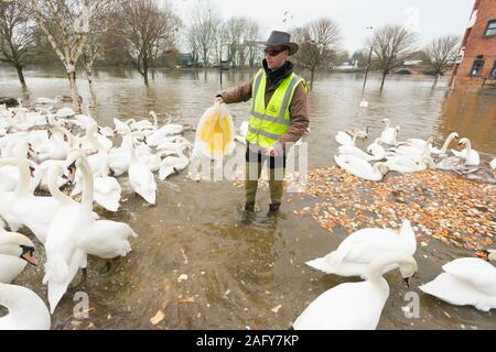 Worcester, Worcestershire, Großbritannien. 17 Dez, 2019. Freiwillige aus Worcester Schwan Sanctuary geben die Schwäne Mittagessen als die Stadt der Worcester hat noch eine andere Flut im Jahr 2019. Credit: Peter Lopeman/Alamy leben Nachrichten Stockfoto