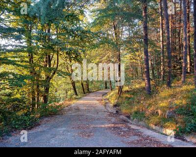 Straße im Wald mit gelben Blätter im Herbst gestreut Stockfoto
