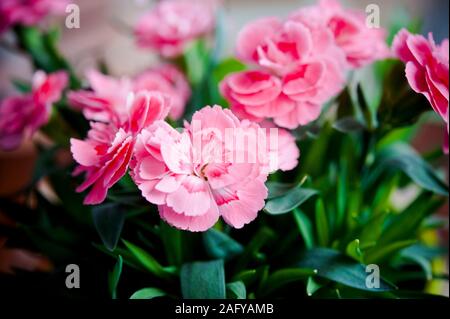 Rosa Nelke Blumen in Vase Stockfoto