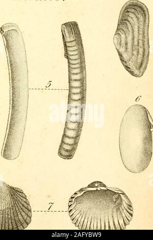 . Der Conchologist text-Buch, die die Anordnungen von Lamarck und Linnaeus, mit einem Glossar der Fachbegriffe. Stockfoto