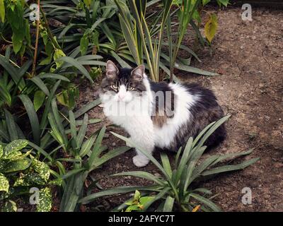 Eine große beschmutzt Straße Katze sitzt auf dem Boden im Garten in der Nähe von grünen Büschen Stockfoto