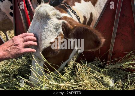 Der Eigentümer streichelt ihr Liebling Kuh auf den Kopf, als Sie das Essen nimmt. Stockfoto