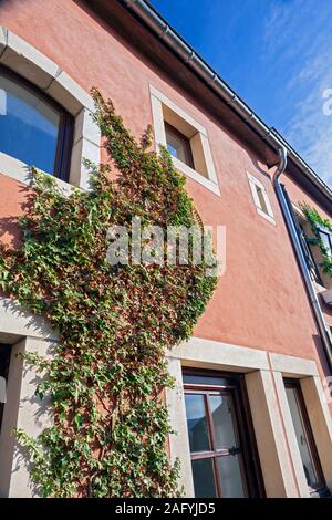 Europa, Luxemburg, Septfontaines, Op de Petzen, Efeu beschichtete Fassade der kleinen Familie zu Hause (Detail) Stockfoto