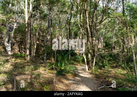 Eine grüne Regenwald ist auf Fraser Island in Australien Stockfoto
