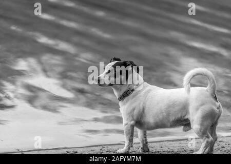 Kleine weiße Jack Russel Rasse wie Hund mit kurzen Beinen spielt auf einem Strand in der Nähe von einem See in einem sonnigen Herbst Tag Stockfoto