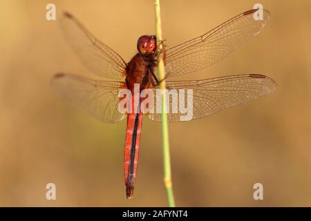 Scarlet Skimmer alias Ruddy Marsh Skimmer Crocothemis servilia - männliche Kutch Bezirk, Gujarat, Indien Stockfoto