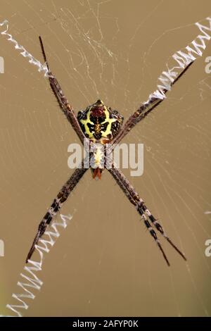 Signatur Spider Argiope sp. Gujarat, Indien. Stockfoto