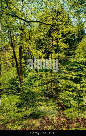 Die Sonne scheint durch dichtes Sommerlaub im Limb Valley, einem alten Wald in der Nähe von Sheffield Stockfoto