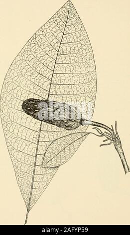 . West Virginia Bäume. Blumen. - April-juni; perfekte, aufrechte, Einsame, Glockenförmigen, grünlich-gelb, ca. 3 cm lang. Obst.- reift im Herbst; fleischig, Gurke - geformt, über 2^Zoll lang, bestehend aus 1-2 - gesäte Fruchtblätter; Samen von Scharlach Steinfrucht, von schlanken extensile Gewinde befestigt. Rinde.-grau-braun, zerfurcht, mit Losen Schuppen. Holz. - Leichtes, weiches, genarbtes, langlebig, gelblich, resemblingYellow Pappel und für Innenausbau und andere Zwecke inbuildings verwendet. Bereich.-New York in Georgien, West nach Kansas. Verteilung in West Virginia. - Mit anderen Harthölzern durch den Staat. Stockfoto