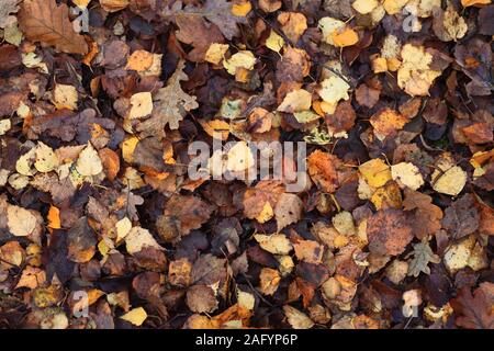 Gefallenen Blätter im Herbst auf Waldboden. Stockfoto