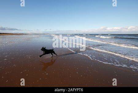 Schwarzer Labrador läuft vom Meer am Strand von Brancaster an der Norfolk Küste. Stockfoto