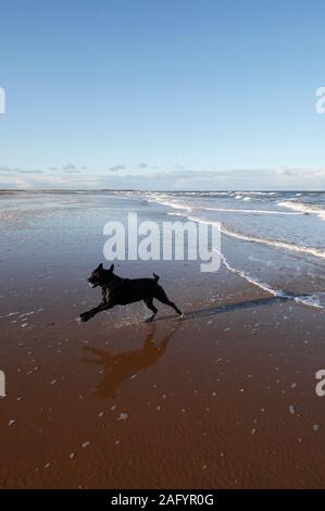 Schwarzer Labrador läuft vom Meer am Strand von Brancaster an der Norfolk Küste. Stockfoto