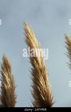 Cortaderia selloana, die gemeinhin als Pampas Gras bekannt, in der Ansicht Stockfoto