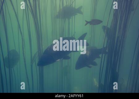 Abenteuerliche Bild von Spiegel und gemeinsame Karpfen und andere Fische in der Natur Lebensraum. Sehr große Wassermenge mit offshore Vegetation in grünen Tönen Farbe mit Stockfoto