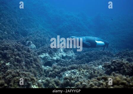 Mönchsrobbe (Monachus monachus), wird es geglaubt, seltensten pinniped Arten auf der Welt zu sein, die Insel Zakynthos, Griechenland Stockfoto