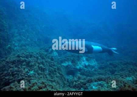 Mönchsrobbe (Monachus monachus), wird es geglaubt, seltensten pinniped Arten auf der Welt zu sein, die Insel Zakynthos, Griechenland Stockfoto