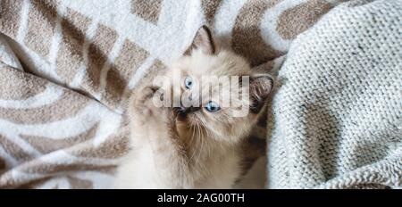 Cute adorable flauschige Katze mit blauen Augen liegt bequem und spielt auf einer sanft-grauen Decke. Die Betreuung unserer kleinen Haustiere Stockfoto