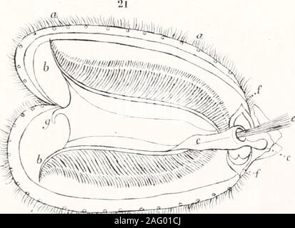 . Voyage de la Corvette l'Astrolabe: exécuté par ordre du Roi, pendant Les années 1826-1827 -1828-1829. ^ Vf?&gt; ?? )&Gt; (? PR-E Blanchard Lith de LrmercieT. MOLLUSQUES, N: &Lt;Ich. Stockfoto