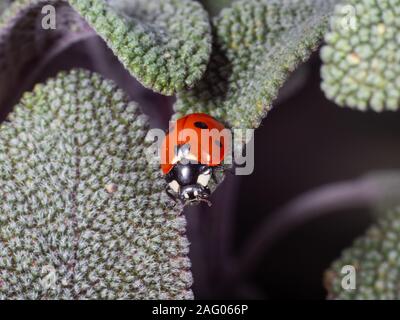 Sieben beschmutzt oder Marienkäfer Marienkäfer auf einem Blatt Salbei Stockfoto