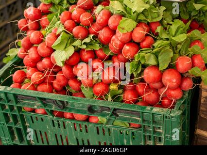 Loulé, Portugal. Radieschen, ein farbenfroher Korb von Radieschen, der auf dem Obst- und Gemüsemarkt in Loulé, Portugal, verkauft wird. Stockfoto