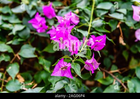 Nahaufnahme der Bougainvillea glabra, die weniger Bougainvillea oder paperflower, ist die häufigste Art der Bougainvillea. Rosa Blüten Stockfoto