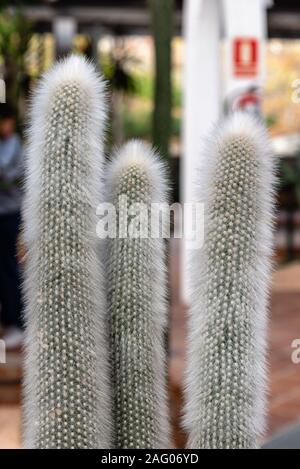 Nahaufnahme der Cleistocactus Strausii, allgemein als das Silber Taschenlampe oder Wooly Fackel bekannt, ein Kaktus in Argentinien und Bolivien. Stockfoto