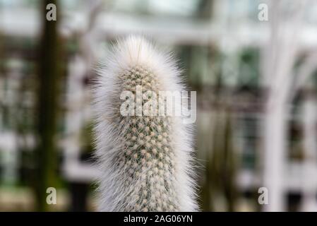 Nahaufnahme der Cleistocactus Strausii, allgemein als das Silber Taschenlampe oder Wooly Fackel bekannt, ein Kaktus in Argentinien und Bolivien. Stockfoto