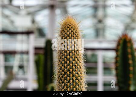 Nahaufnahme von espostoa Guentheri, es ist ein Shrubby säulig Cactus mit attraktiven golden-Spined stammt aus Bolivien. Stockfoto