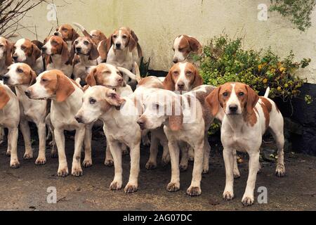 Berkley Beagle pack Stockfoto