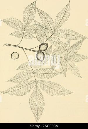. West Virginia Bäume. whencrushed. Blumen. - ähnlich wie die der anderen Hickories. Obst. - Variabel in Form, birnenförmig bis eiförmig, 1-2 cm lang; die Schale dünn, teilen die Hälfte oder mehr der Basis; Mutter glatt orobscurely gewinkelt, dickwandigen und umschließt ein süßes oder leicht bitterkernel. Rinde. - Dunkelgrau, Angeraut von vielen abgeflachter Bergrücken, theoutside lagen manchmal an einem Ende gelöst, indem siedie Trunk eine etwas struppig Aussehen. Holz - wie in anderen Arten von Hickory, bevor beschrieben. Bereich. - Maine, Ontario und Minnesota, Florida und Texas. Verteilung in West Virginia. - Stockfoto