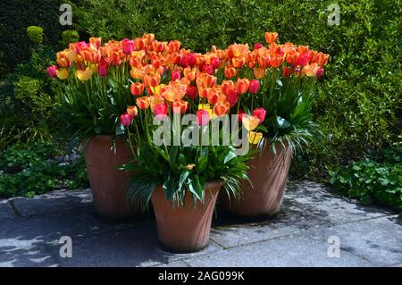 Drei runde Terracotta Blumentöpfe von Rot, Orange und gelbe Tulpen auf Anzeige an RHS Garden Harlow Carr, Harrogate, Yorkshire. England, Großbritannien Stockfoto