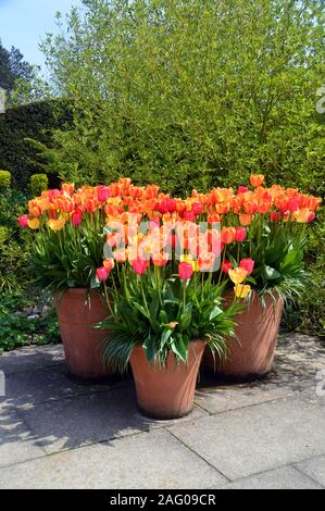 Drei runde Terracotta Blumentöpfe von Rot, Orange und gelbe Tulpen auf Anzeige an RHS Garden Harlow Carr, Harrogate, Yorkshire. England, Großbritannien Stockfoto