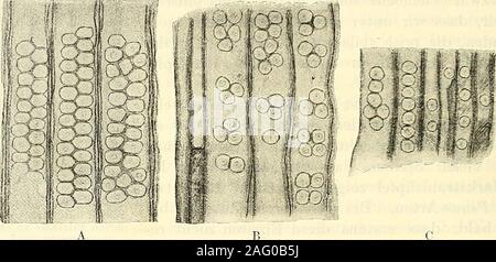 . Svenska vetenskapsakademien handlingar. Abb. 1.^. Cedro - Xi/lon cedroXäes. Radial-sehliff mit Markstrahl, dessen Tttpfel durch Pilztiass zu" "Pseudo-Eiporen auspefresseu Sindh. ^ l. Xr. 107. Gez. Gothic. 26 W. GOTHAN, DIK FOSSILEN HOLZER VON KONIG - KARLS-LAND. Schwedens 1892 T. VIII, Abb. 6), wird er bei einem Holz, das als Sequoites HolsliNath. nom. tant. bezeichnet ist, ähnliche "Eiporen" abbildet. Conwentz (1. c. S. 31) halt es "nicht fiir iinwahrscheinlich, dass sterben Form und Grösse derselben (derMarkstrahltiipfel) durch nachträglichen Substanzverlust, der infolge parasitärer Ein-wirkung eingetre Stockfoto