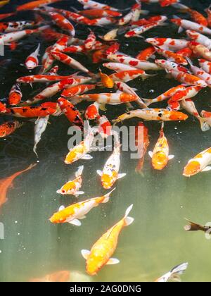 Koi Karpfen schwimmen in einem Teich in Da Nang Stockfoto