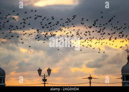 Blackpool, Lancashire. UK Wetter. 17 Dez, 2019. Sonnenuntergang als Stare versammeln sich in Blackpool unter der North Pier zu Roost. Diese erstaunlichen Vögel auf einem atemberaubenden Flug Anzeige bei einer nur einer Handvoll ihre bevorzugten Rastplätze in ganz Großbritannien. Die riesige Schwärme von Staren, deren Zahl auf 60.000 geschätzt werden, sind durch die wandernden Herden aus dem kalten Kontinent verbunden. Credit: MediaWorld Images/Alamy leben Nachrichten Stockfoto