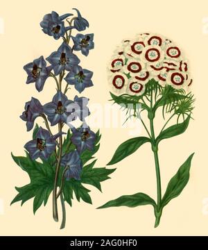 "Larkspur und Sweet William: Delphinium elatum und Dianthus barbatus", 1805, (1946). Botanische Illustration. Von "Englischen Garten Blumen", von George M. Taylor. [Collins, London, 1946] Stockfoto