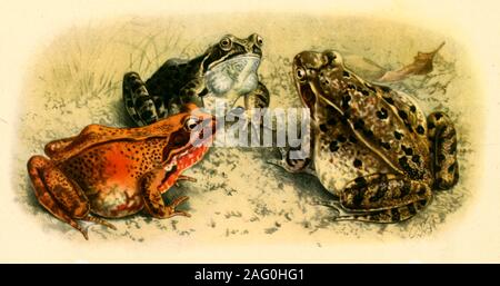 "Gemeinsame Frösche", 1908, (1943). Froscharten, während viel von Europa gefunden. Von "Die schwanzlose Amphibien Europas" von boulenger. In "Wildlife von Großbritannien", das von F. Fraser Darling. [Collins, London, 1943] Stockfoto