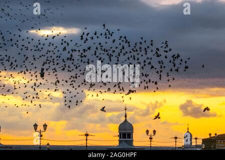 Blackpool, Lancashire. UK Wetter. 17 Dez, 2019. Sonnenuntergang als Stare versammeln sich in Blackpool unter der North Pier zu Roost. Diese erstaunlichen Vögel auf einem atemberaubenden Flug Anzeige bei einer nur einer Handvoll ihre bevorzugten Rastplätze in ganz Großbritannien. Die riesige Schwärme von Staren, deren Zahl auf 60.000 geschätzt werden, sind durch die wandernden Herden aus dem kalten Kontinent verbunden. Credit: MediaWorld Images/Alamy leben Nachrichten Stockfoto