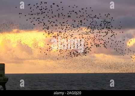 Blackpool, Lancashire. UK Wetter. 17 Dez, 2019. Sonnenuntergang als Stare versammeln sich in Blackpool unter der North Pier zu Roost. Diese erstaunlichen Vögel auf einem atemberaubenden Flug Anzeige bei einer nur einer Handvoll ihre bevorzugten Rastplätze in ganz Großbritannien. Die riesige Schwärme von Staren, deren Zahl auf 60.000 geschätzt werden, sind durch die wandernden Herden aus dem kalten Kontinent verbunden. Credit: MediaWorld Images/Alamy leben Nachrichten Stockfoto