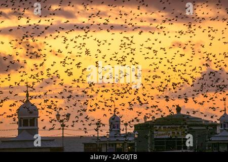 Blackpool, Lancashire. UK Wetter. 17 Dez, 2019. Sonnenuntergang als Stare versammeln sich in Blackpool unter der North Pier zu Roost. Diese erstaunlichen Vögel auf einem atemberaubenden Flug Anzeige bei einer nur einer Handvoll ihre bevorzugten Rastplätze in ganz Großbritannien. Die riesige Schwärme von Staren, deren Zahl auf 60.000 geschätzt werden, sind durch die wandernden Herden aus dem kalten Kontinent verbunden. Credit: MediaWorld Images/Alamy leben Nachrichten Stockfoto