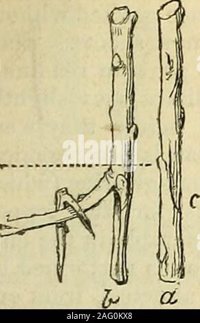 . Die Annalen der Gartenbau und Year-Book Informationen über praktische Gartenarbeit. In den beigefügten Schaltplan, a ist ein twigprepared für das Überlagern; b ist ein weiterer Zweig, Simi-vorbereitet und im Boden fixiert, die sur-Face von der horizontalline angegeben ist. Die Wurzeln werden producedfrom würde vor allem der Schnitt oder Genutet teil, C. Wenn thelayer kommt verpflanzt werden, der Boden sollte geöffnet werden, die Peg zurückgezogen, und die branchcut asunder sorgfältig, in der Nähe der Teil wherethe Peg hatte platziert ist, und der Layer, thenan unabhängige Pflanze, sorgfältig aufgehoben mit itsroots, und verpflanzt, wo Re Stockfoto