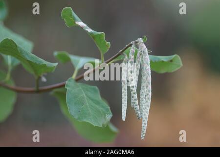 Garrya elliptica Stockfoto